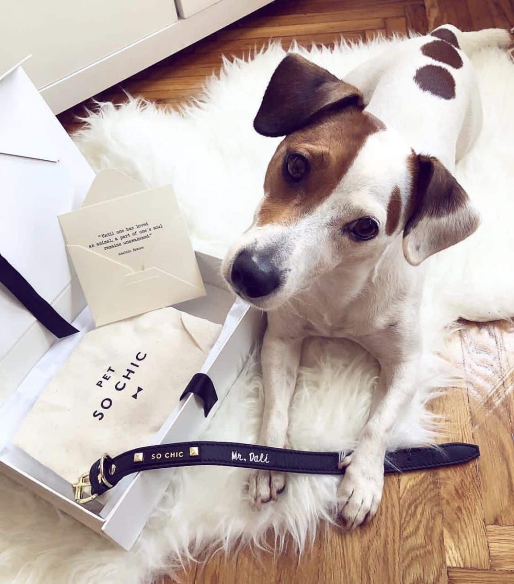 Petsochic, la marque chic qui a du chien !