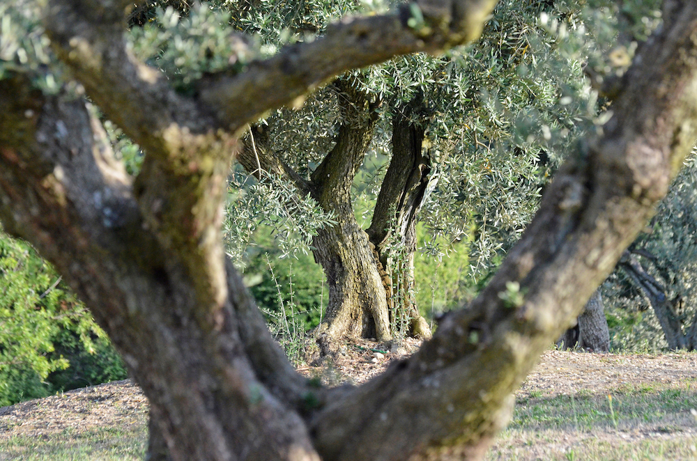 arbre olivier en Provence