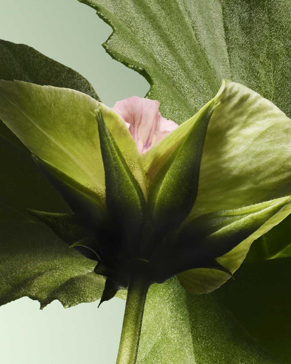 Composition géranium 