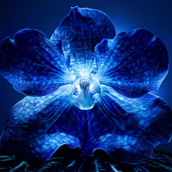 Orchidée Impériale