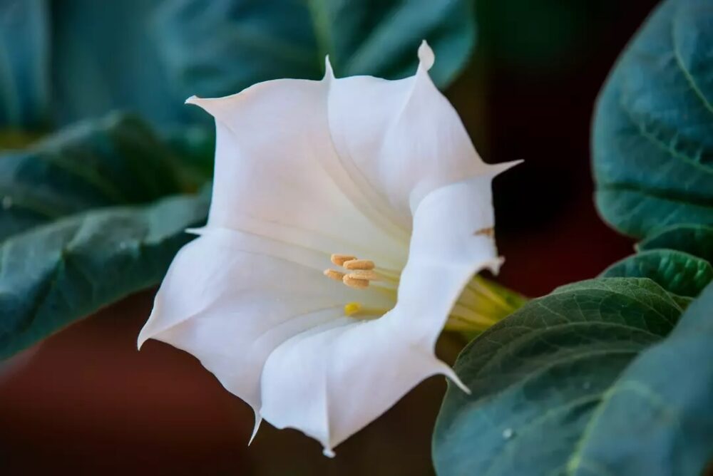 On Aura Tout Vu fleur Datura
