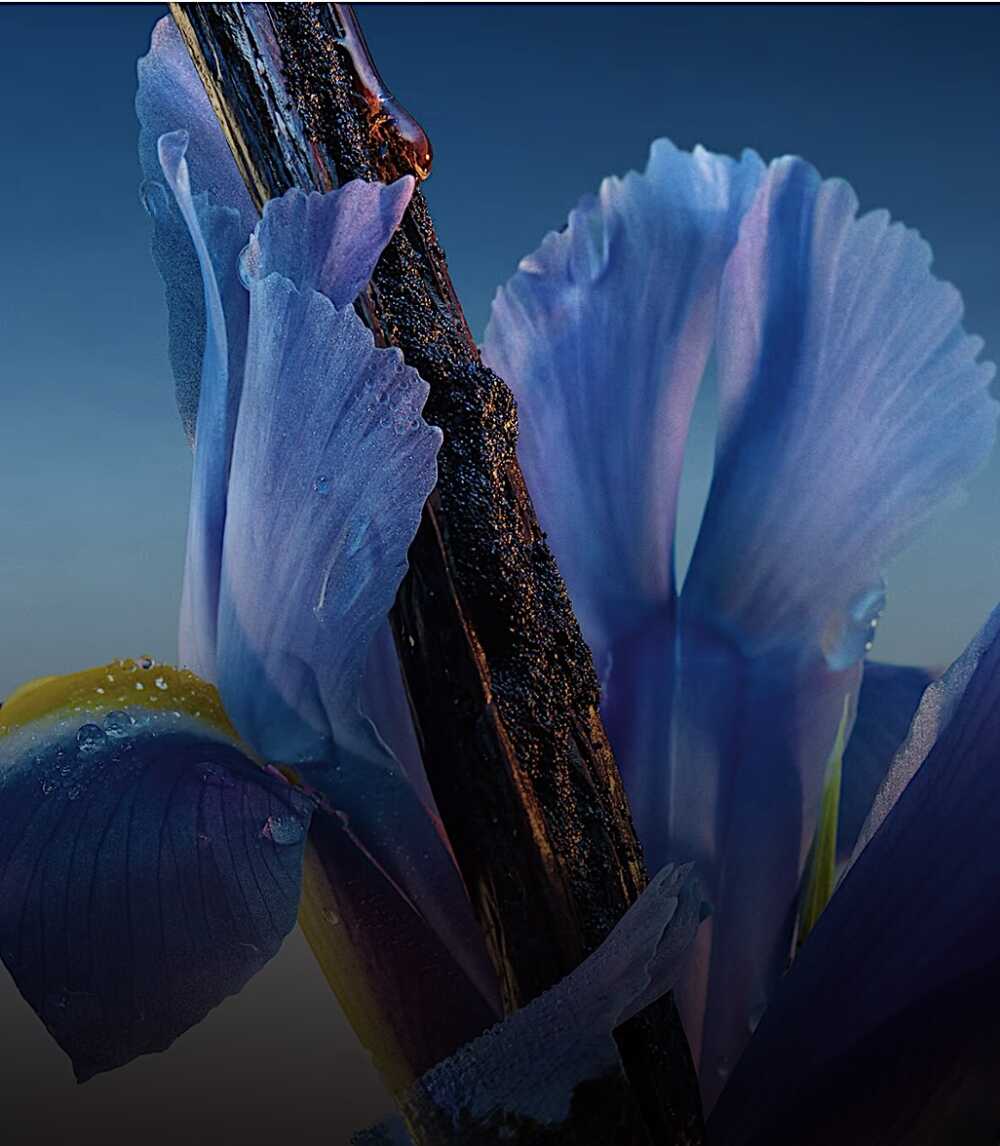 Iris et Vanille