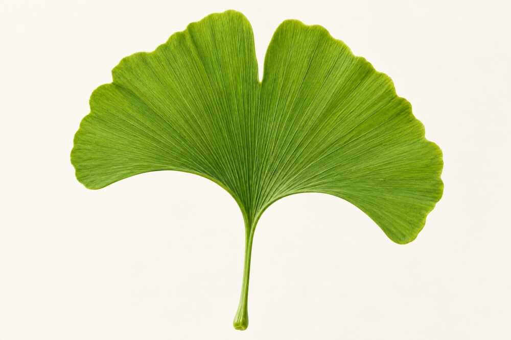 Feuille de Ginkgo Biloba